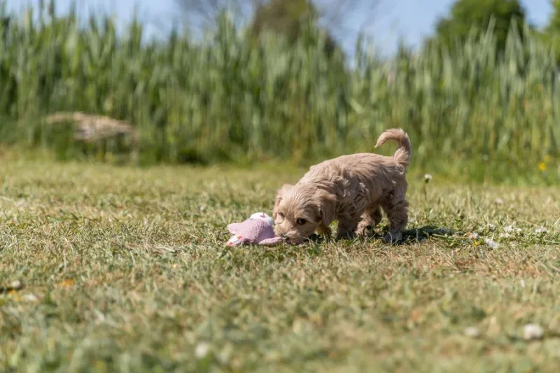 Preview: Junior Hase